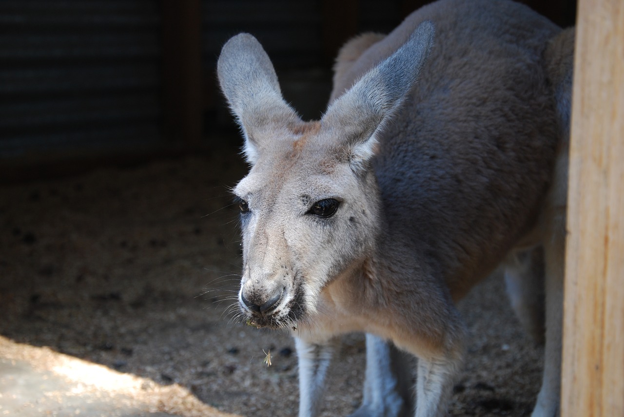 Žinduolis,  Gyvūnas,  Gamta,  Portretas,  Laukinė Gamta,  Australia,  Kengūra,  Laukiniai,  Mielas,  Fauna