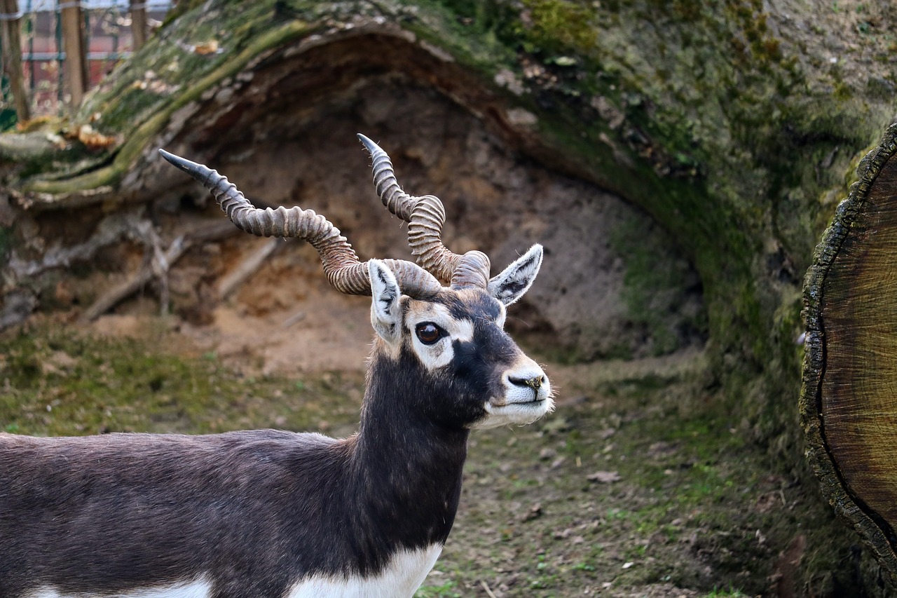 Žinduolis,  Pobūdį,  Gyvūnas,  Medis,  Gyvūnijos Pasaulyje,  Ragai,  Bock,  Spiralės,  Pasukti,  Kanopinių