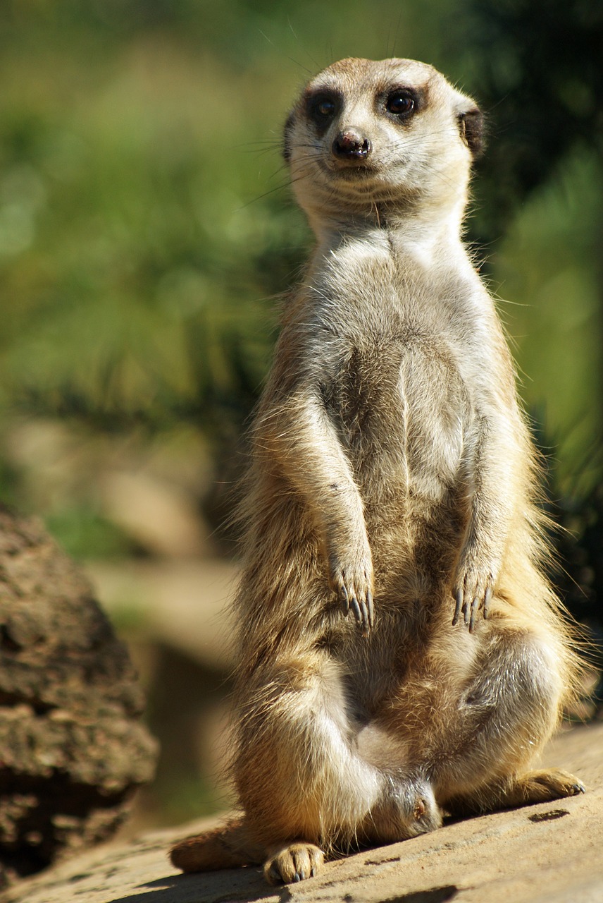 Žinduolis,  Mielas,  Gyvūnijos Pasaulyje,  Gyvūnas,  Pobūdį,  Meerkat,  Zoologijos Sodas, Nemokamos Nuotraukos,  Nemokama Licenzija