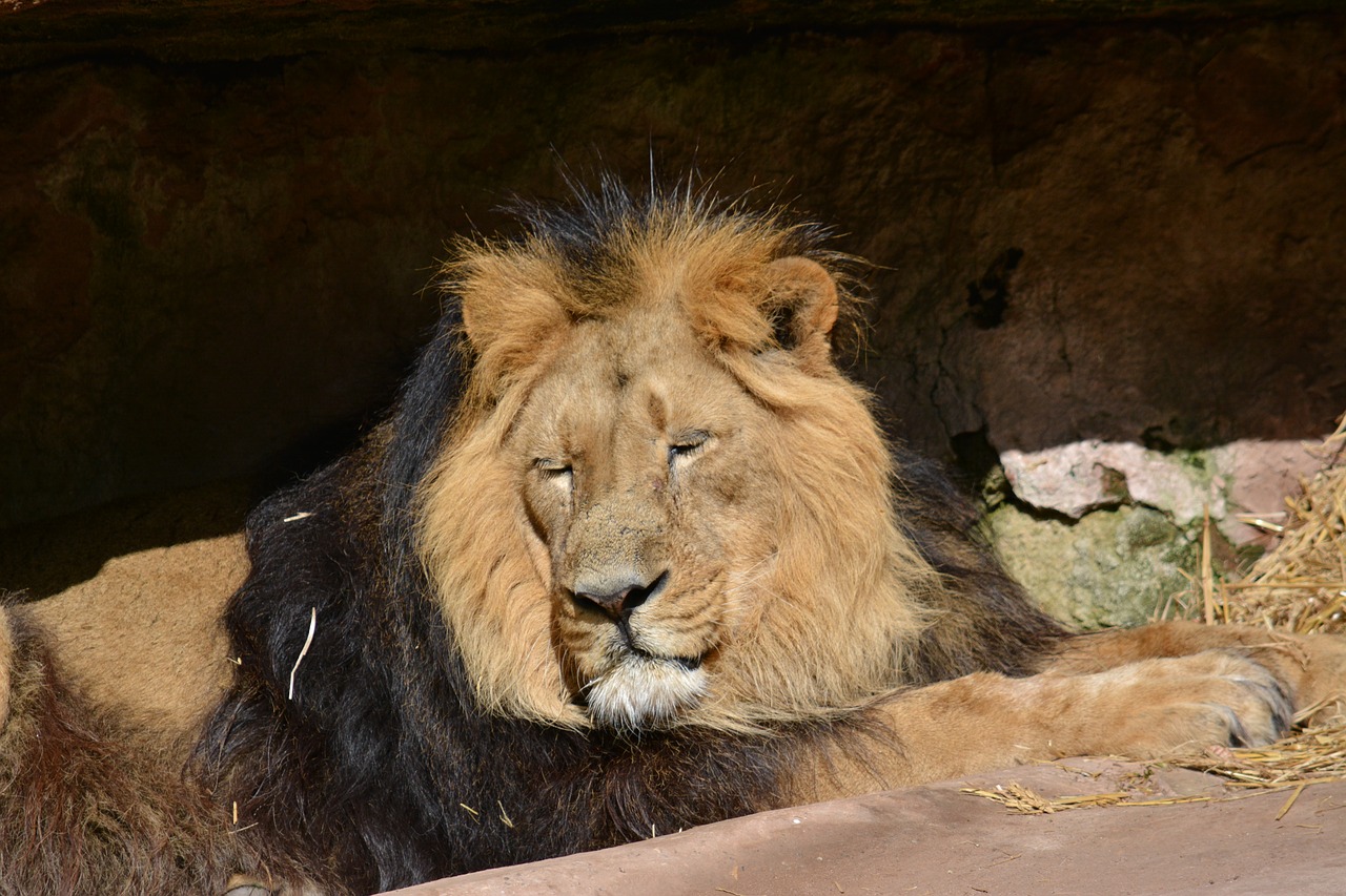 Žinduolis,  Gyvūnijos Pasaulyje,  Katė,  Liūtas,  Gyvūnas,  Mėsėdžiai,  Predator,  Pobūdį,  Zoo,  Rizika