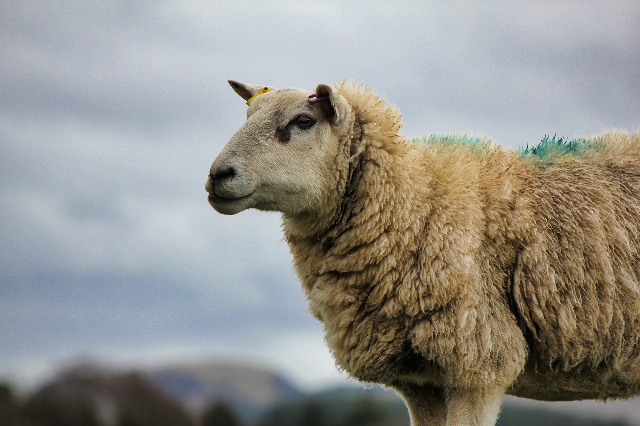 Žinduolis,  Pobūdį,  Avių,  Gyvūnas,  Lauke,  Škotija,  Škotijos,  Žemdirbystė,  Gyvulininkystė,  Ūkis