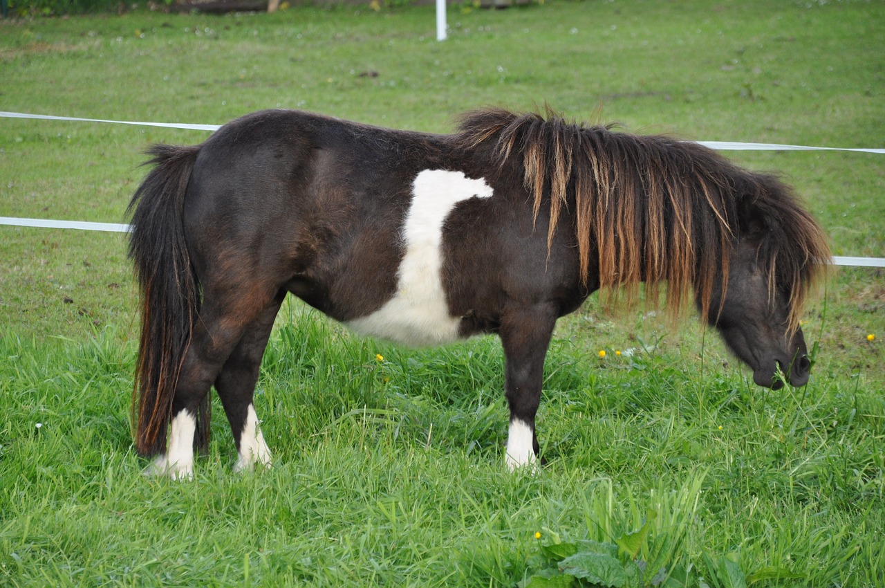 Žinduolis,  Žolė,  Laukas,  Ūkis,  Meadow,  Pony,  Šalis Gyvenimas, Nemokamos Nuotraukos,  Nemokama Licenzija