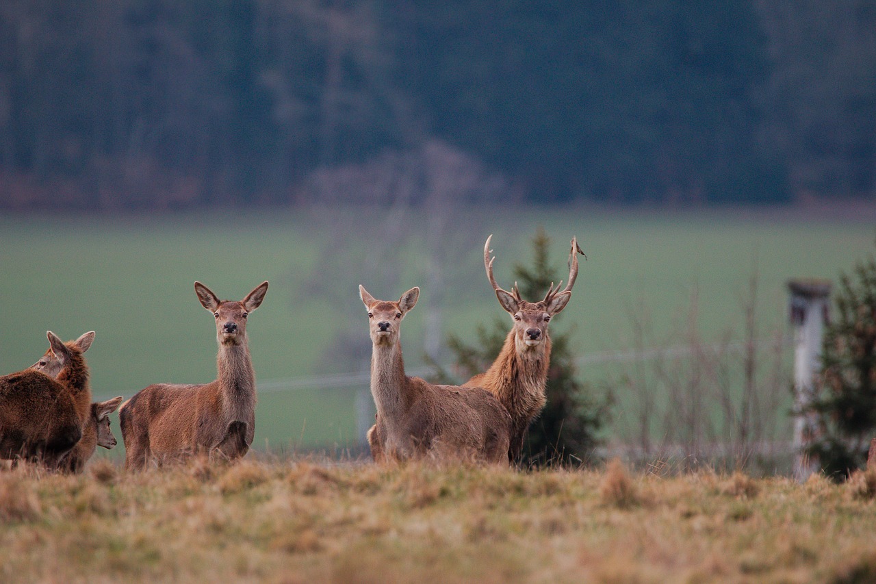 Žinduolis,  Gyvūnijos Pasaulyje,  Pobūdį,  Žolė,  Hirsch,  Gyvūnas,  Laukas,  Meadow,  Laukinių,  Laukinių Žolių