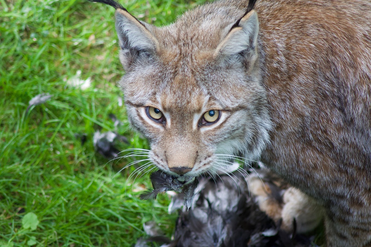 Žinduolis,  Gyvūnas,  Gyvūnijos Pasaulyje,  Gamta, Nemokamos Nuotraukos,  Nemokama Licenzija