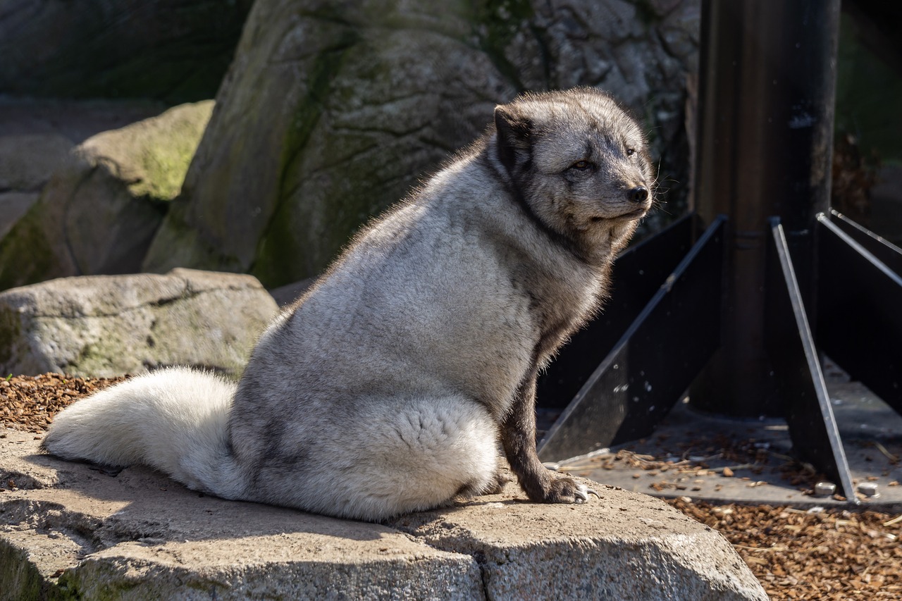 Žinduolis,  Pobūdį,  Gyvūnas,  Gyvūnijos Pasaulyje,  Zoo,  Arktinė Lapė,  Kailiai,  Šiltas,  Džiugu,  Iš Arti