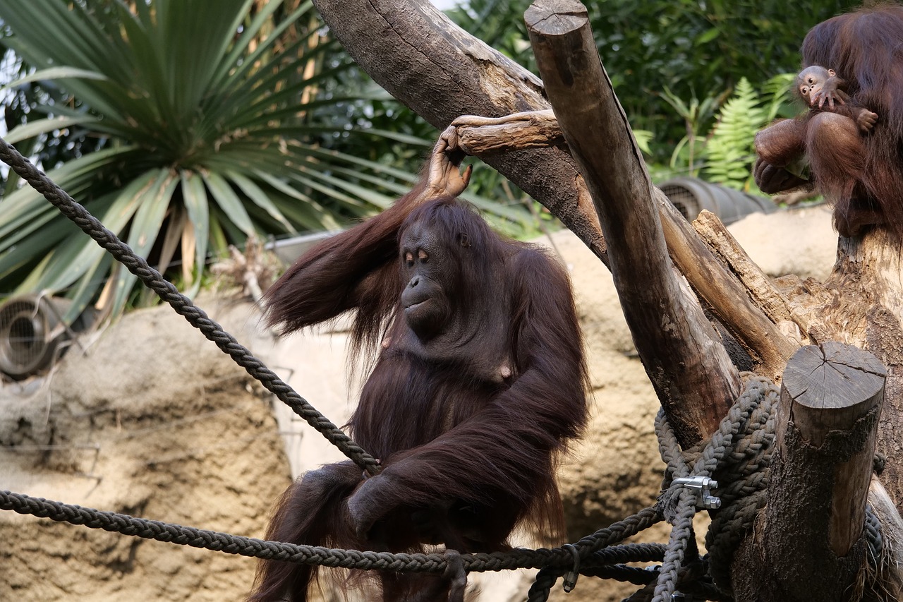 Žinduolių,  Orangutangas,  Orangutangas-Kūdikis,  Beždžionė,  Gamta,  Animalworld, Nemokamos Nuotraukos,  Nemokama Licenzija