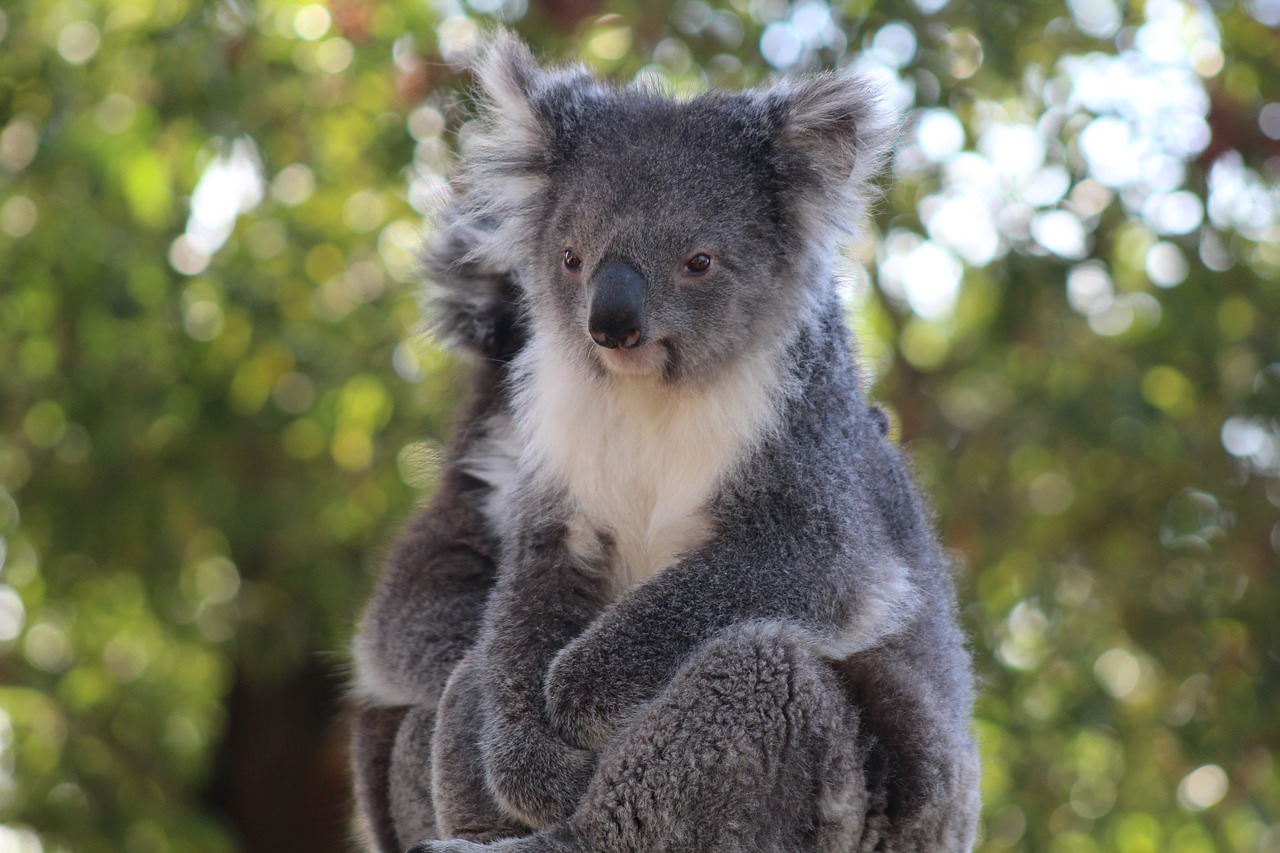 Žinduolis,  Gyvūnijos,  Pobūdį,  Gyvūnas,  Kailiai,  Zoo,  Laukinių,  Koala,  Australija,  Gyvūnija