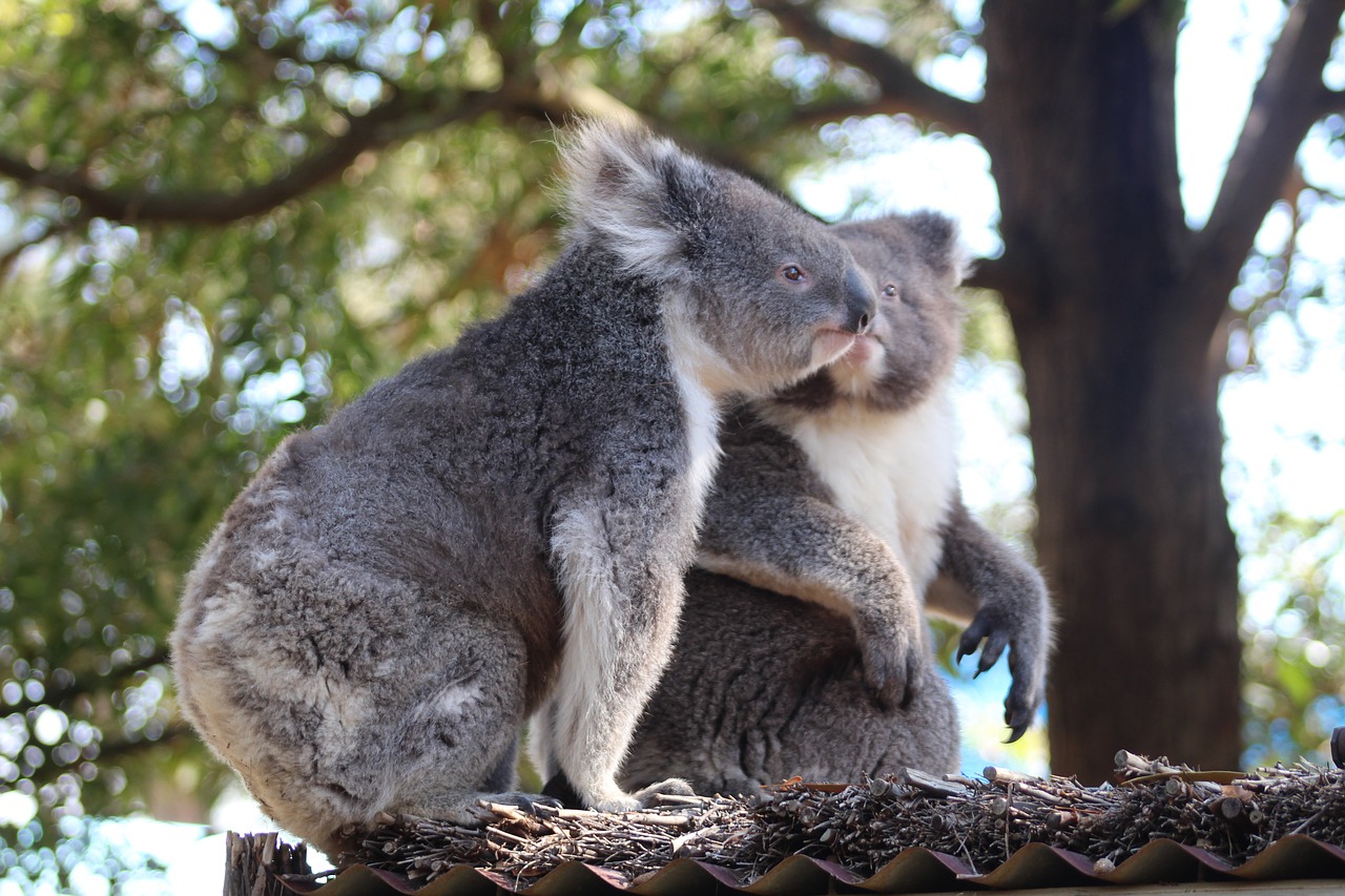 Žinduolis,  Gyvūnijos,  Pobūdį,  Gyvūnas,  Medis,  Somainais,  Zoo,  Laukinių,  Koala,  Koalas