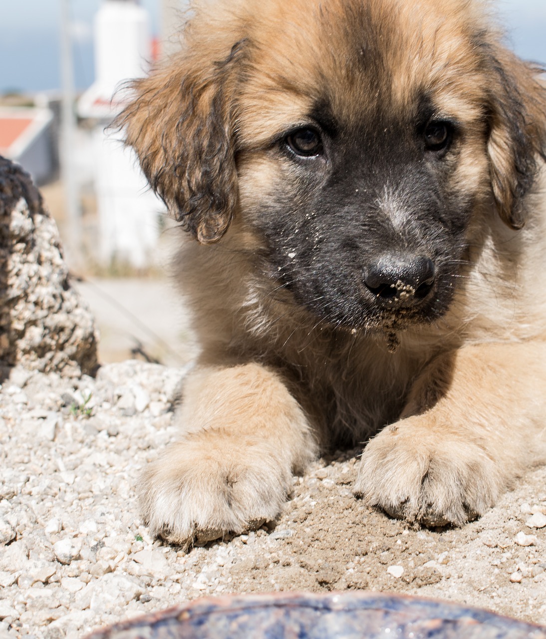 Žinduoliai, Gyvūnas, Šuo, Krūmo Šunys, Nemokamos Nuotraukos,  Nemokama Licenzija