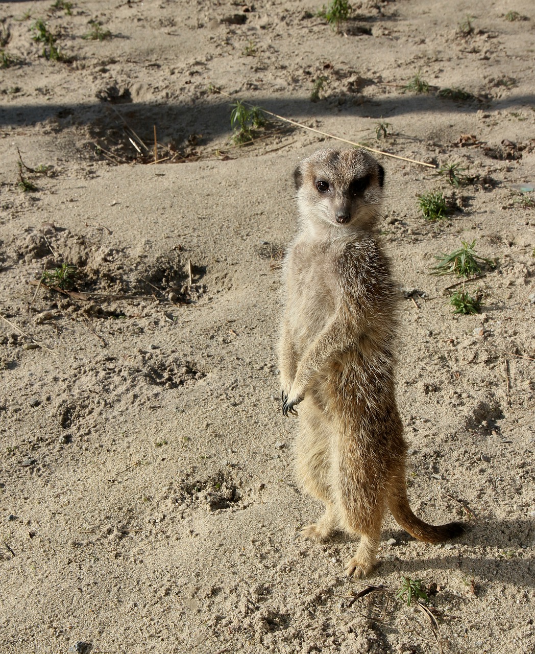 Žinduoliai, Gamta, Gyvūnų Karalystė, Dykuma, Meerkat, Zoologijos Sodas, Blijdorp, Nemokamos Nuotraukos,  Nemokama Licenzija