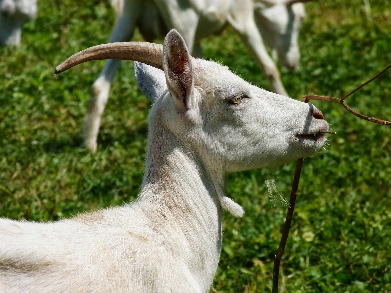 Žinduoliai,  Gyvūnai,  Gamta,  Veja,  Žavus,  Ožka,  Be Honoraro Mokesčio, Nemokamos Nuotraukos,  Nemokama Licenzija