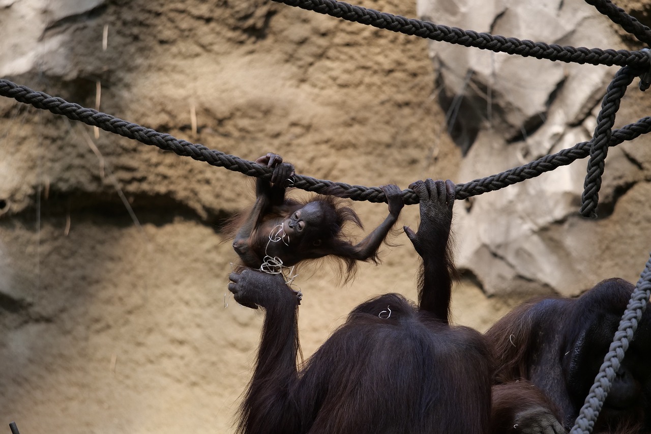 Žinduoliai,  Orangutangas,  Ape,  Gyvūnas,  Beždžionė,  Primatų,  Jauna Gyvūnų,  Mielas,  Pobūdį,  Orang Utan