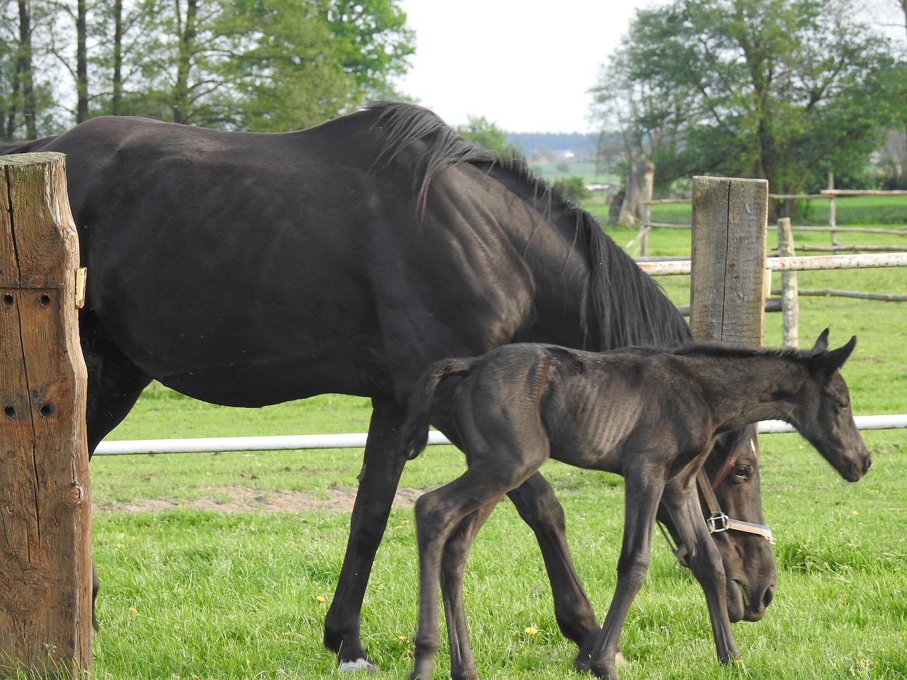 Žinduoliai,  Gyvūnai,  Ūkis,  Vejos,  Arklys,  Ganyklos,  Eržilas,  Ūkio Gyvūnai,  Mare,  Pony