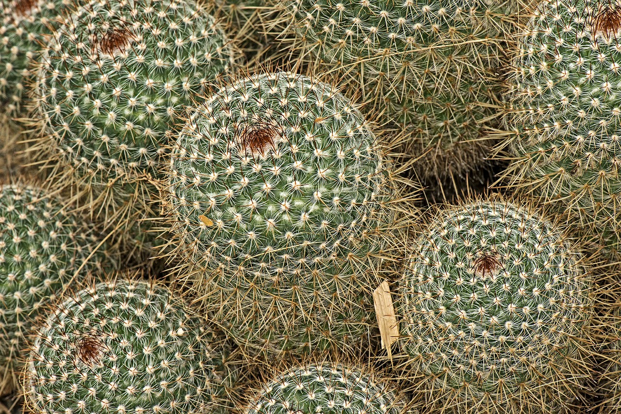 Mamillaria Spinosissima, Kaktusas, Botanikos, Botanika, Gamta, Nemokamos Nuotraukos,  Nemokama Licenzija