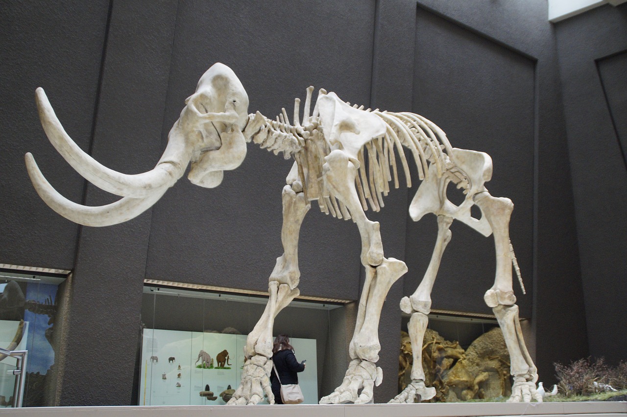 Mamutas, Skeletas, Muziejus, Eksponatas, Žinduolis, Tusks, Pachyderm, Ruesseltier, Ledynmetis, Priešistoriniai Laikai