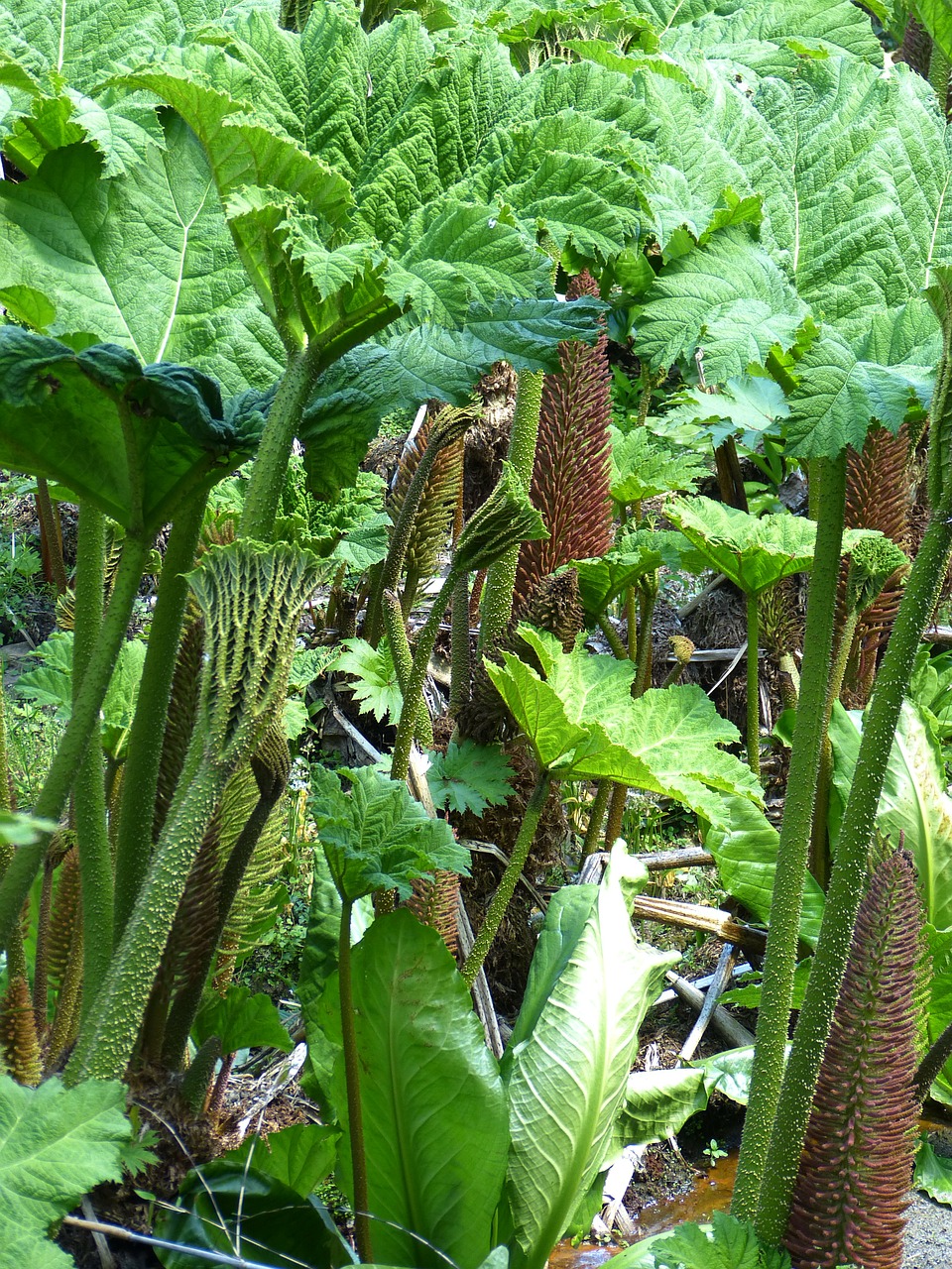 Mamutas Lapas, Gunnera Manicata, Lapai, Lapai, Žiedas, Žydėti, Žiedynas, Dekoratyvinis Augalas, Tropiniai Dekoratyviniai, Sodo Augalas