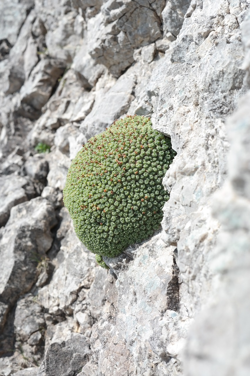 Vyras Pasirašyti, Augalas, Alpių Augalas, Šveicariško Žmogaus Skydas, Alpių, Androsace Helvetica, Androsace, Primozė, Primulaceae, Globojamos