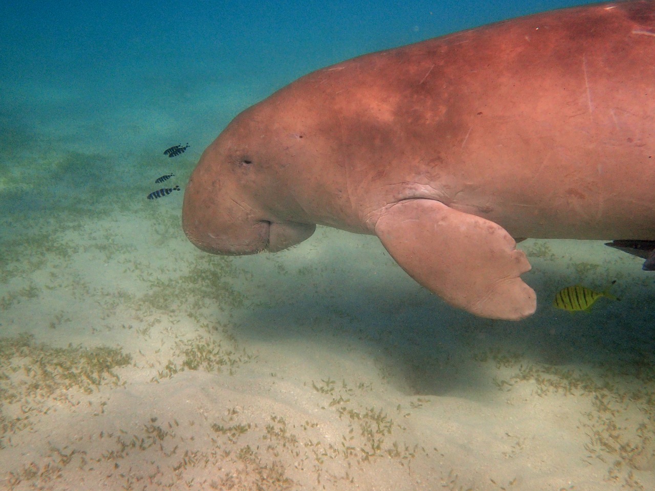 Manatee, Dugong, Snorkeling, Nardymas, Raudonoji Jūra, Povandeninis Pasaulis, Egiptas, Nemokamos Nuotraukos,  Nemokama Licenzija