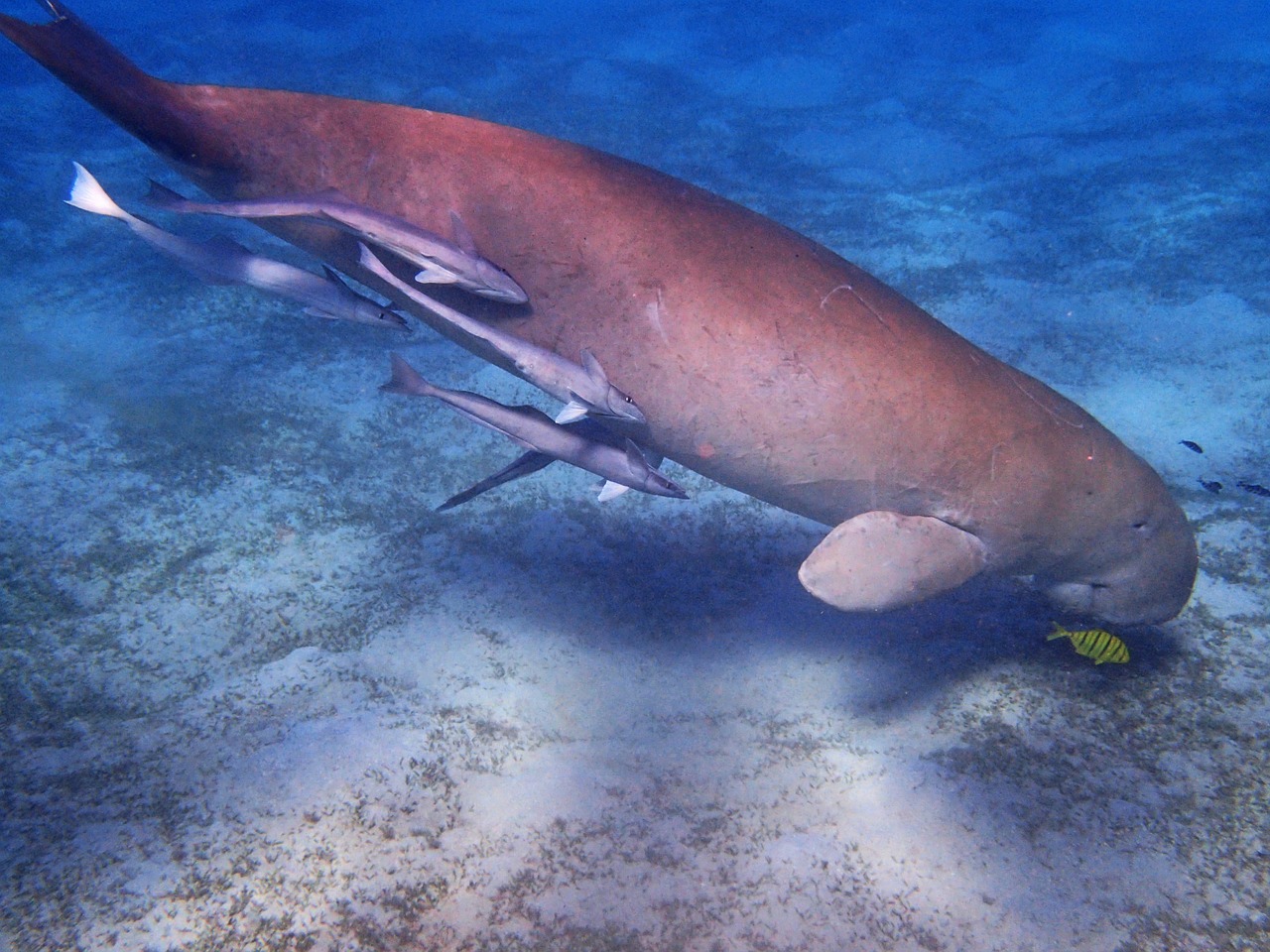 Manatee, Dugong, Povandeninis Pasaulis, Snorkeling, Raudonoji Jūra, Meeresbewohner, Egiptas, Nemokamos Nuotraukos,  Nemokama Licenzija