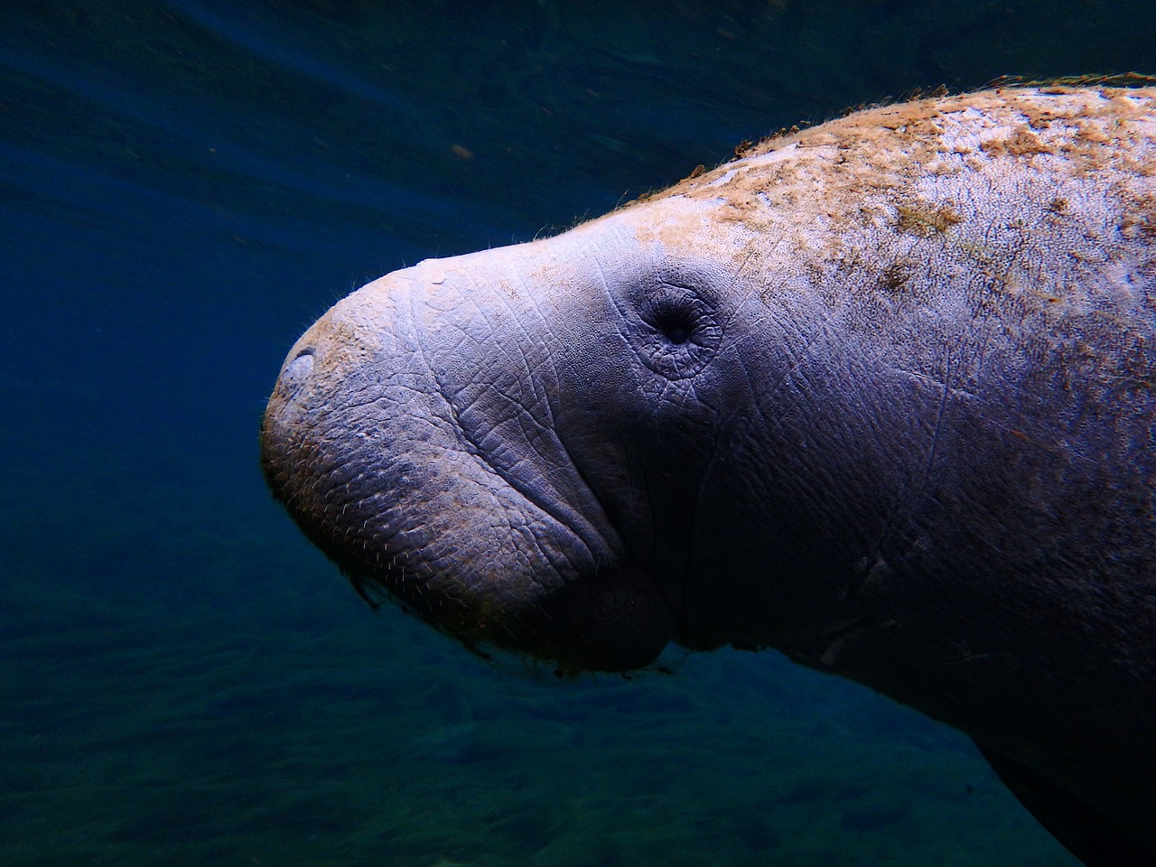 Manatee, Laukinė Gamta, Povandeninis, Jūros Karvė, Undinė, Manatee Arti, Manatee Profilis, Jūros Gyvenimas, Žinduolis, Jūrų Gyvūnai