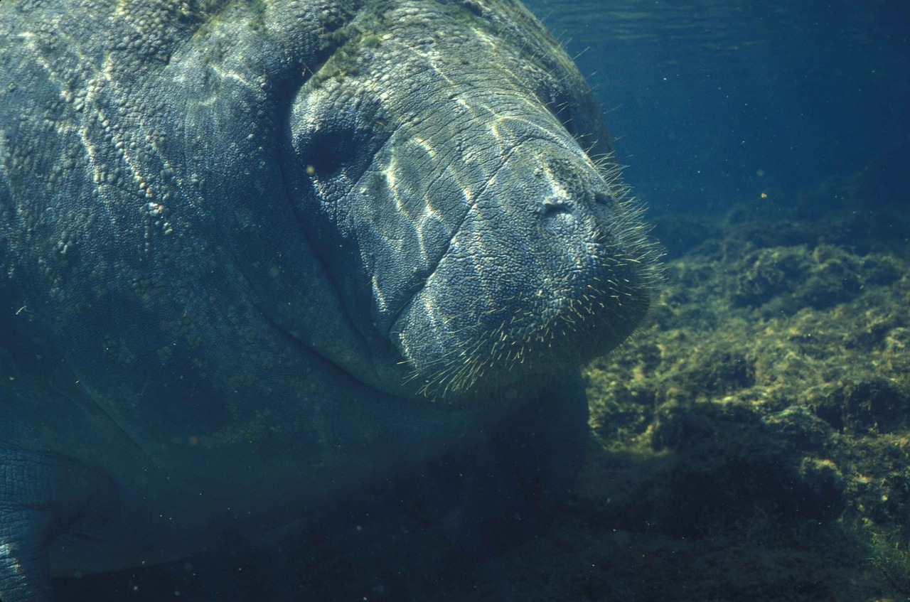 Manatee, Jūrų, Gyvūnai, Jūra, Vanduo, Vandenynas, Nykstantis, Seacow, Jūros Karvė, Vandens