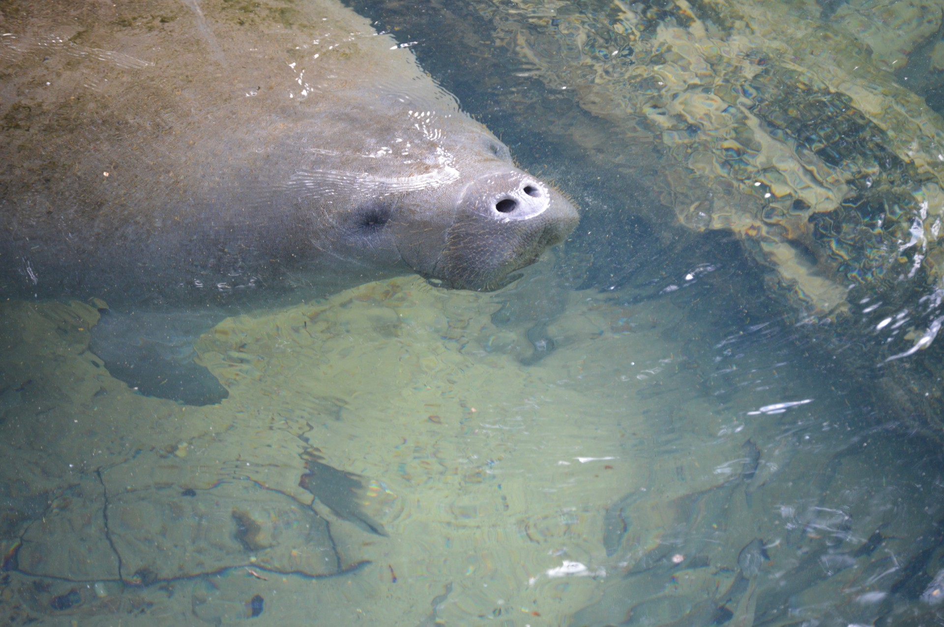 Manatee,  Manatee, Nemokamos Nuotraukos,  Nemokama Licenzija