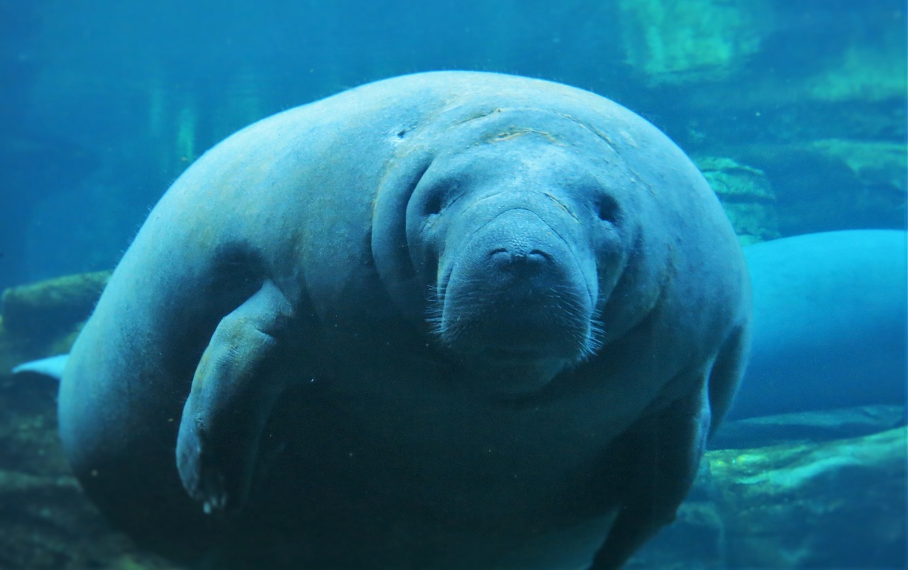 Manatees, Jordan Orlando, Povandeninis, Nemokamos Nuotraukos,  Nemokama Licenzija