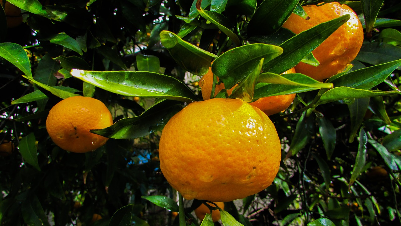 Mandarinas, Vaisiai, Mandarinas, Maistas, Šviežias, Sveikas, Oranžinė, Sultingas, Vitaminas, Gamta