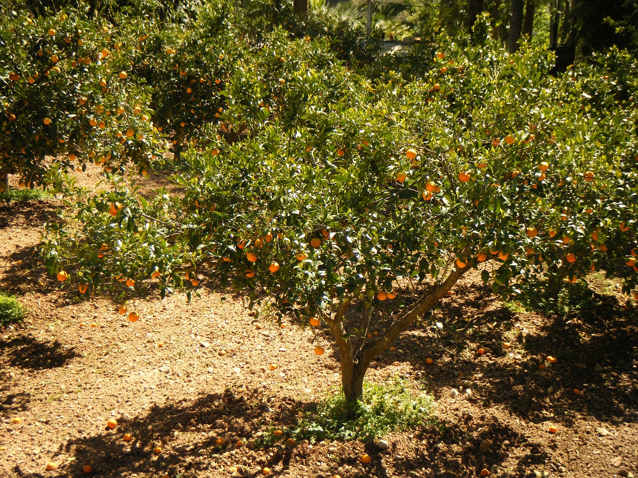 Mandarinas, Laukas, Auginimas, Liūdnas, Medžiai, Medis, Vaisiai, Maistas, Fauna, Žemė