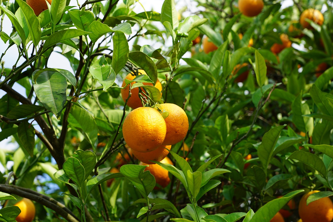 Mandarinas,  Medis,  Citrusiniai Vaisiai,  Viduržemio Jūros,  Ibiza,  Derlius,  Vasara,  Vaisiai,  Augti,  Saldus