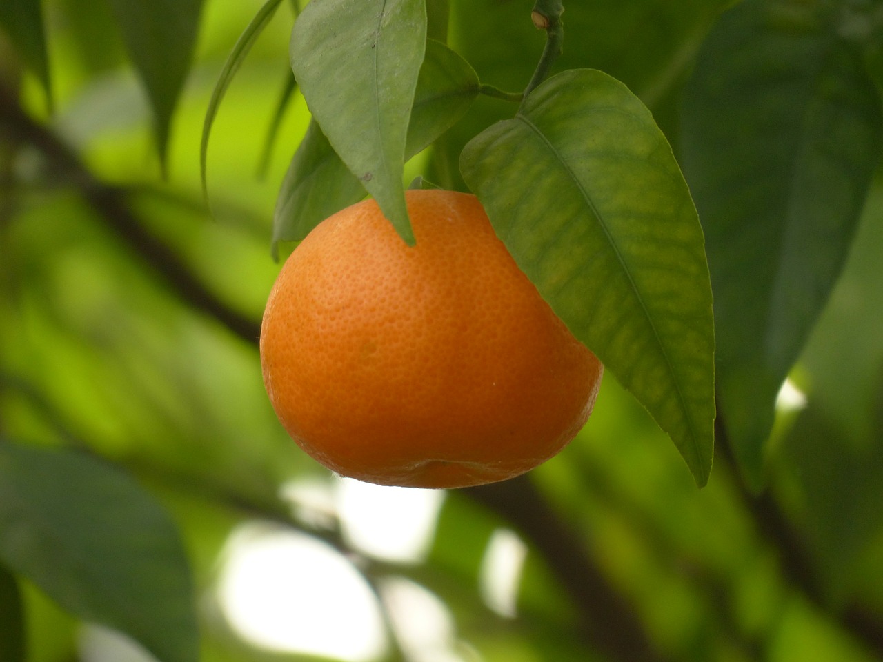 Mandarinas, Vaisiai, Medis, Sveikas, Citrusinis Vaisius, Citrus Nobilis, Oranžinė, Oranžinis Karalius, Mandarinas, Tangoras