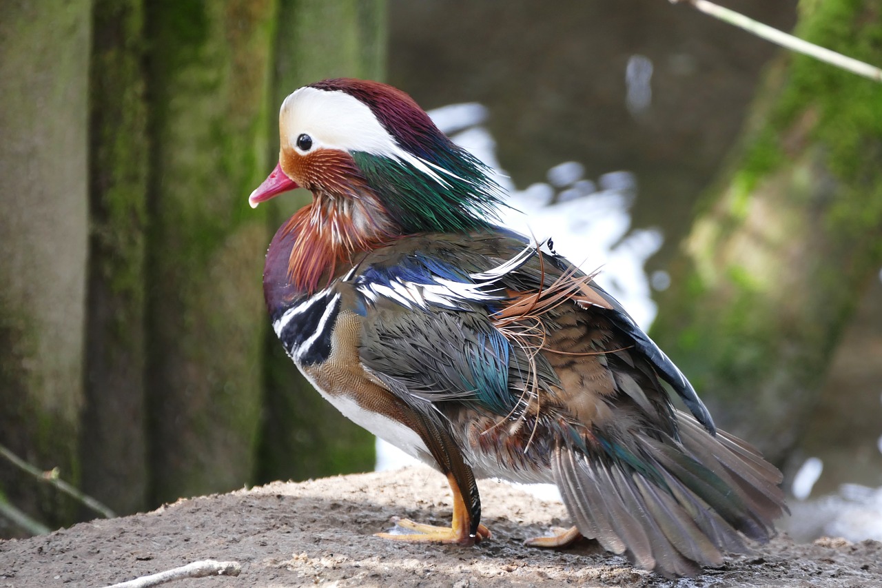 Mandarininė Antis,  Paukščiai,  Mandarin,  Pobūdį,  Laukinių,  Gyvūnijos,  Spalvinga,  Antis,  Vandens,  Gyvūnas