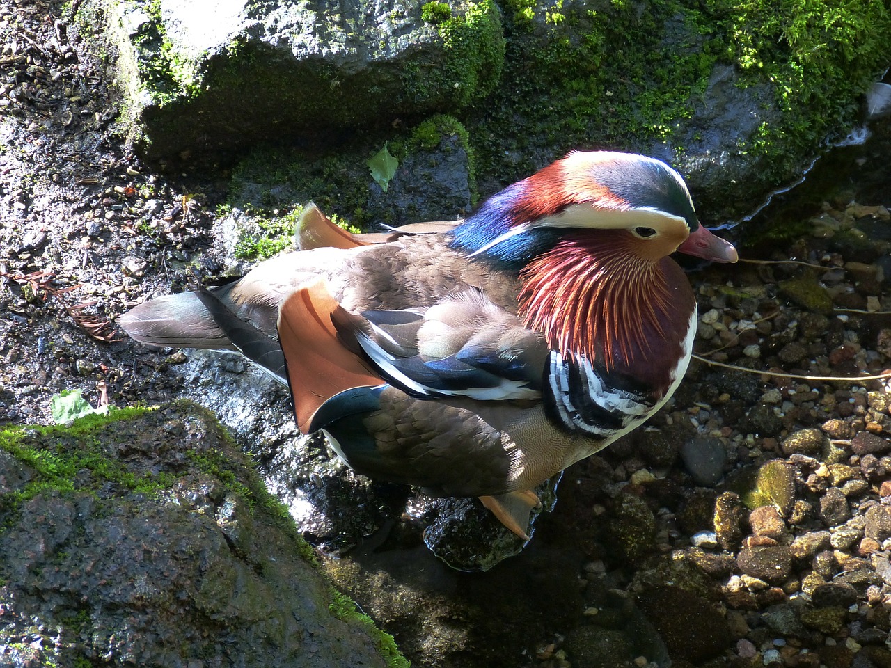 Mandarinų Antys, Antis, Paukštis, Vandens Paukštis, Gyvūnas, Tvenkinys, Spalvinga, Naminiai Paukščiai, Fauna, Naujoji Zelandija