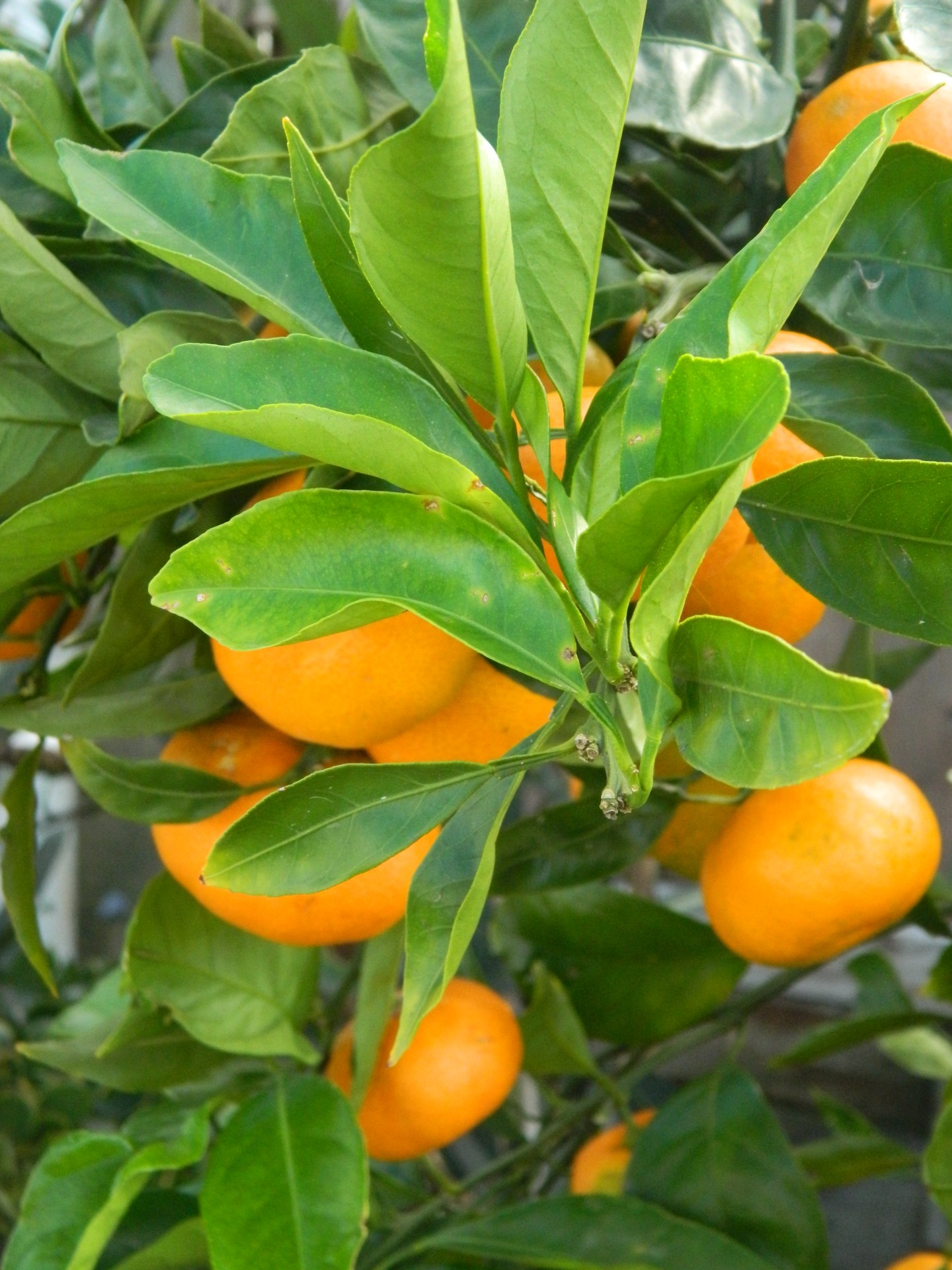 Vaisiai,  Citrusiniai & Nbsp,  Mandarinai,  Mandarin & Nbsp,  Medis,  Oranžinė,  Vitaminas & Nbsp,  C,  Mandarinų Vaisių Medis Ir Vaisiai, Nemokamos Nuotraukos