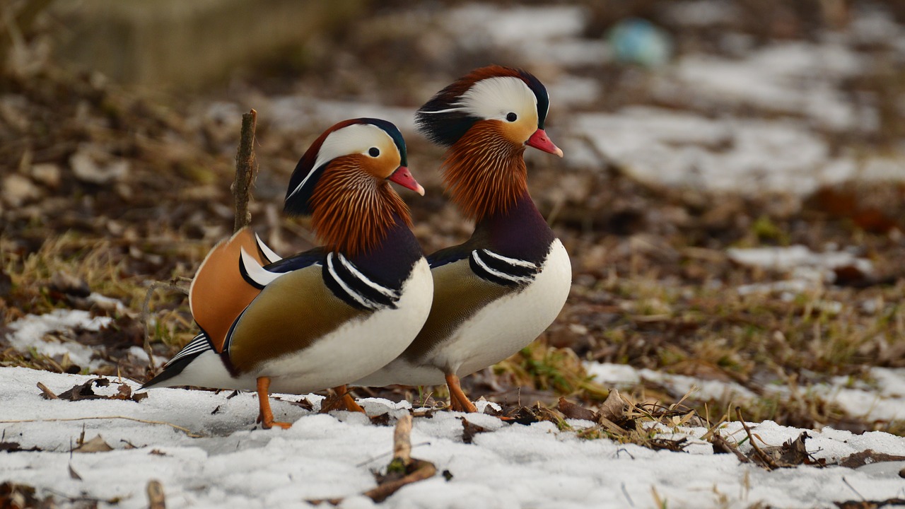 Mandarinai, Sniegas, Papludimys, Nemokamos Nuotraukos,  Nemokama Licenzija