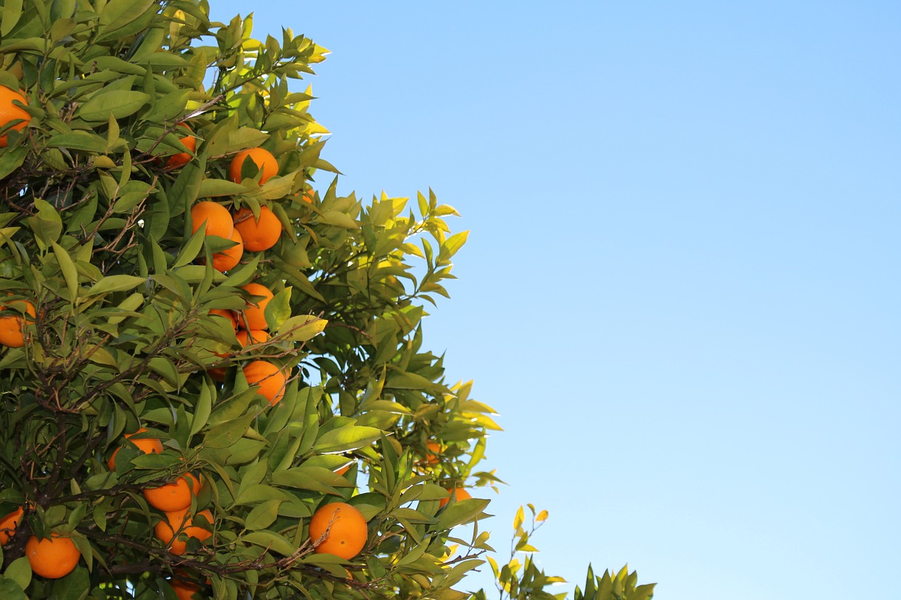 Mandarinai, Citrusiniai, Apelsinai, Vaisiai, Medis, Sultingas, Atogrąžų, Prinokę, Mandarinas, Ekologiškas