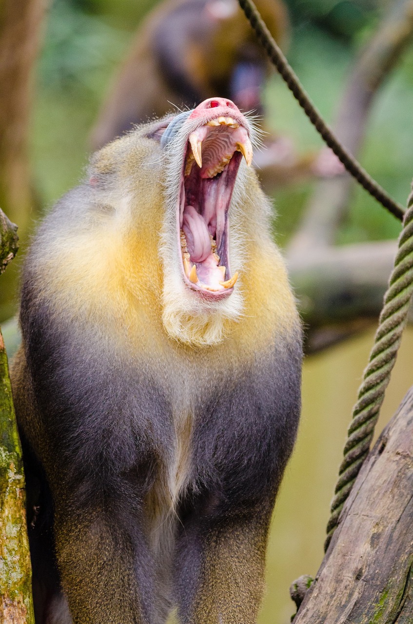 Mandrill, Bando Žengti, Portretas, Mandrillus Sphinx, Primatas, Patinas, Gyvūnas, Genuonų Šeima, Susiję Su Babuinu, Žinduolis