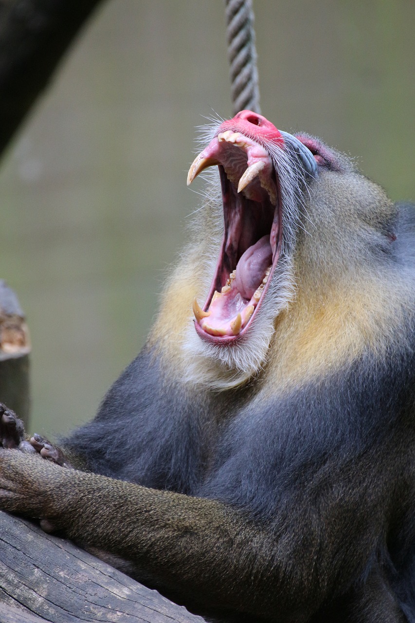 Mandrill, Zoologijos Sodas, Gyvūnas, Beždžionė, Dantis, Dantys, Nemokamos Nuotraukos,  Nemokama Licenzija