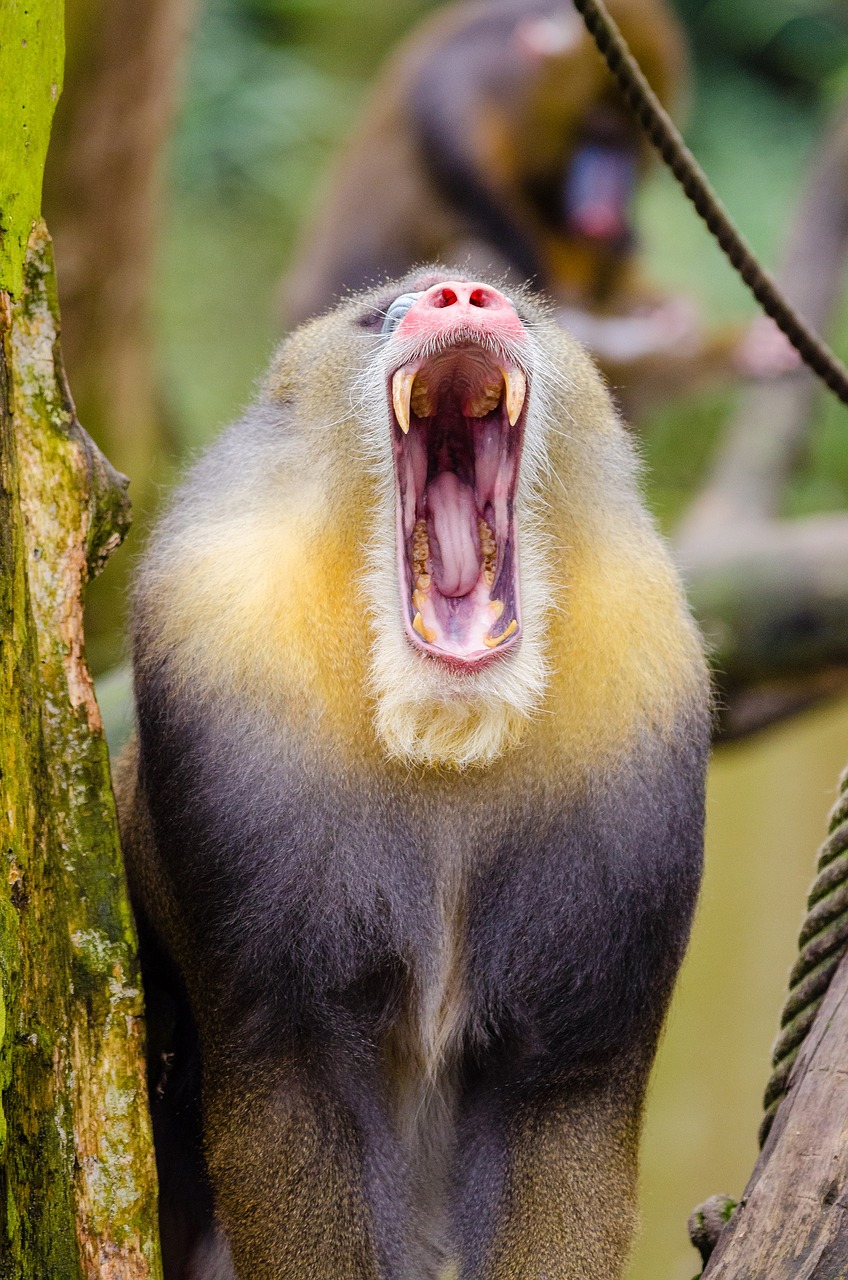 Mandrill, Garsas, Portretas, Spalvinga, Mandrillus Sphinx, Primatas, Gyvūnas, Laukinė Gamta, Gamta, Žinduolis