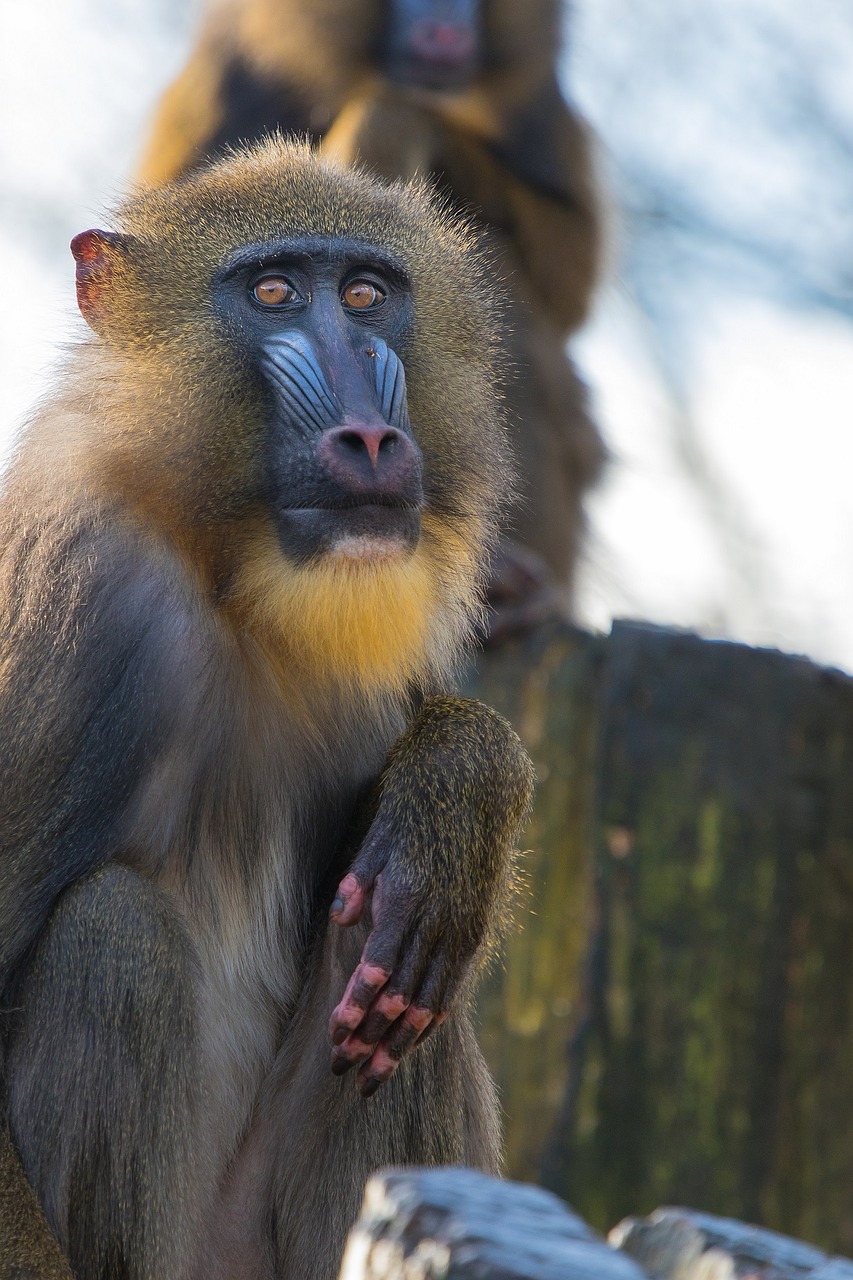 Mandrill, Primatas, Beždžionė, Laukinė Gamta, Gamta, Tropinis, Plaukuotas, Spalvinga, Portretas, Sėdi