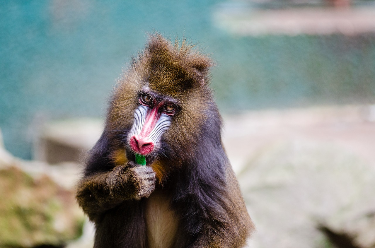 Mandrill, Portretas, Primatas, Žinduolis, Laukinė Gamta, Gamta, Atogrąžų, Laukiniai, Afrika, Žiūri