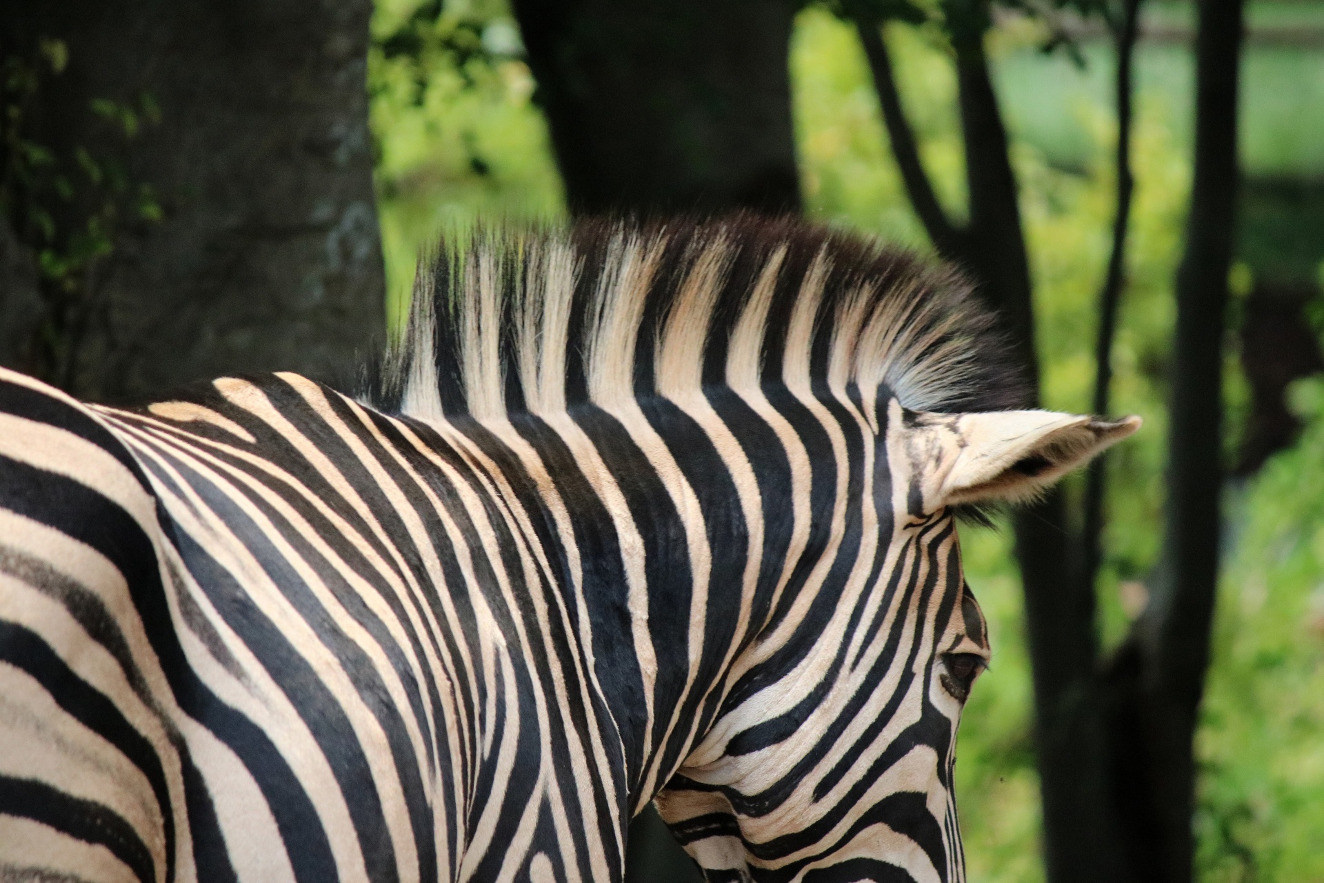 Gyvūnas,  Žinduolis,  Žaidimas,  Laukinė Gamta,  Zebra,  Dryžuotas,  Juoda,  Balta,  Kaklas,  Žiurkė