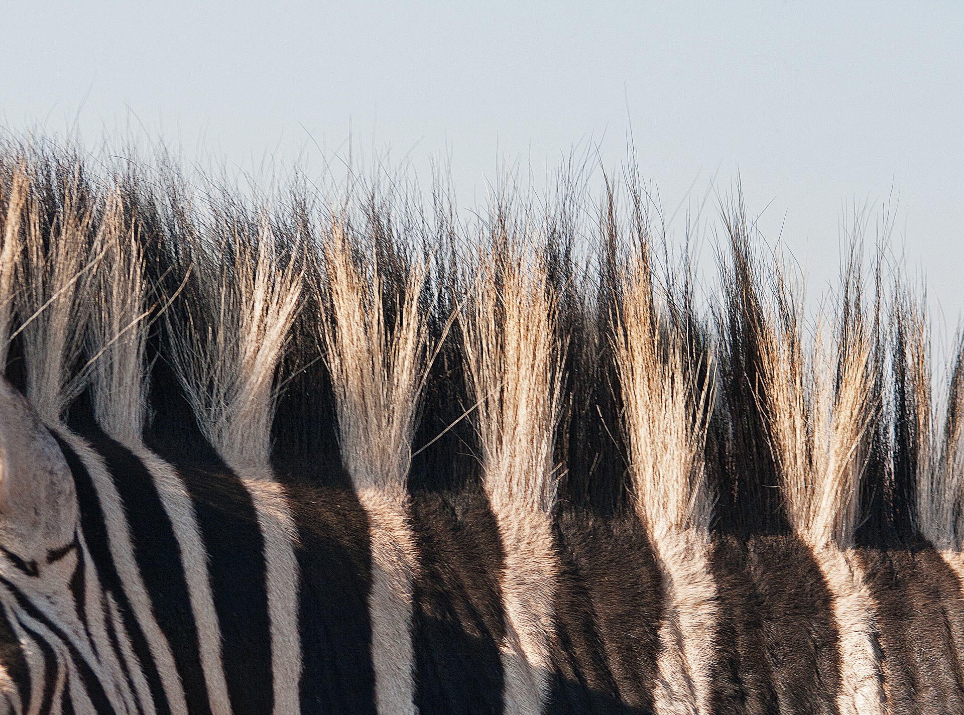 Gyvūnas,  Zebra,  Kaklas,  Žiurkė,  Plaukai,  Juoda,  Balta,  Zebras Gervė, Nemokamos Nuotraukos,  Nemokama Licenzija