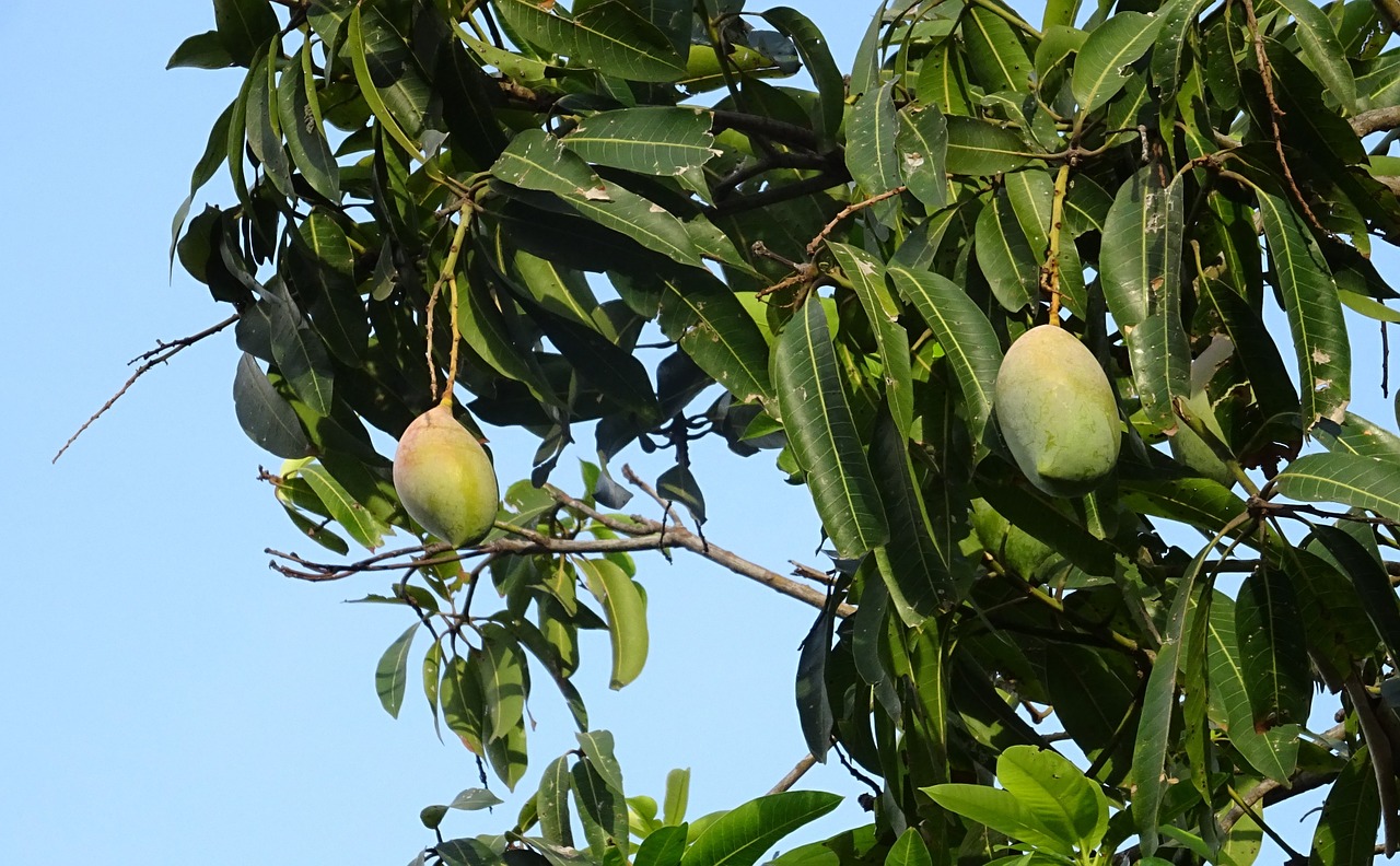 Mango, Vaisiai, Mangifera Indica, Atogrąžų, Saldus, Natūralus, Ekologiškas, Maistas, Mityba, Skanus