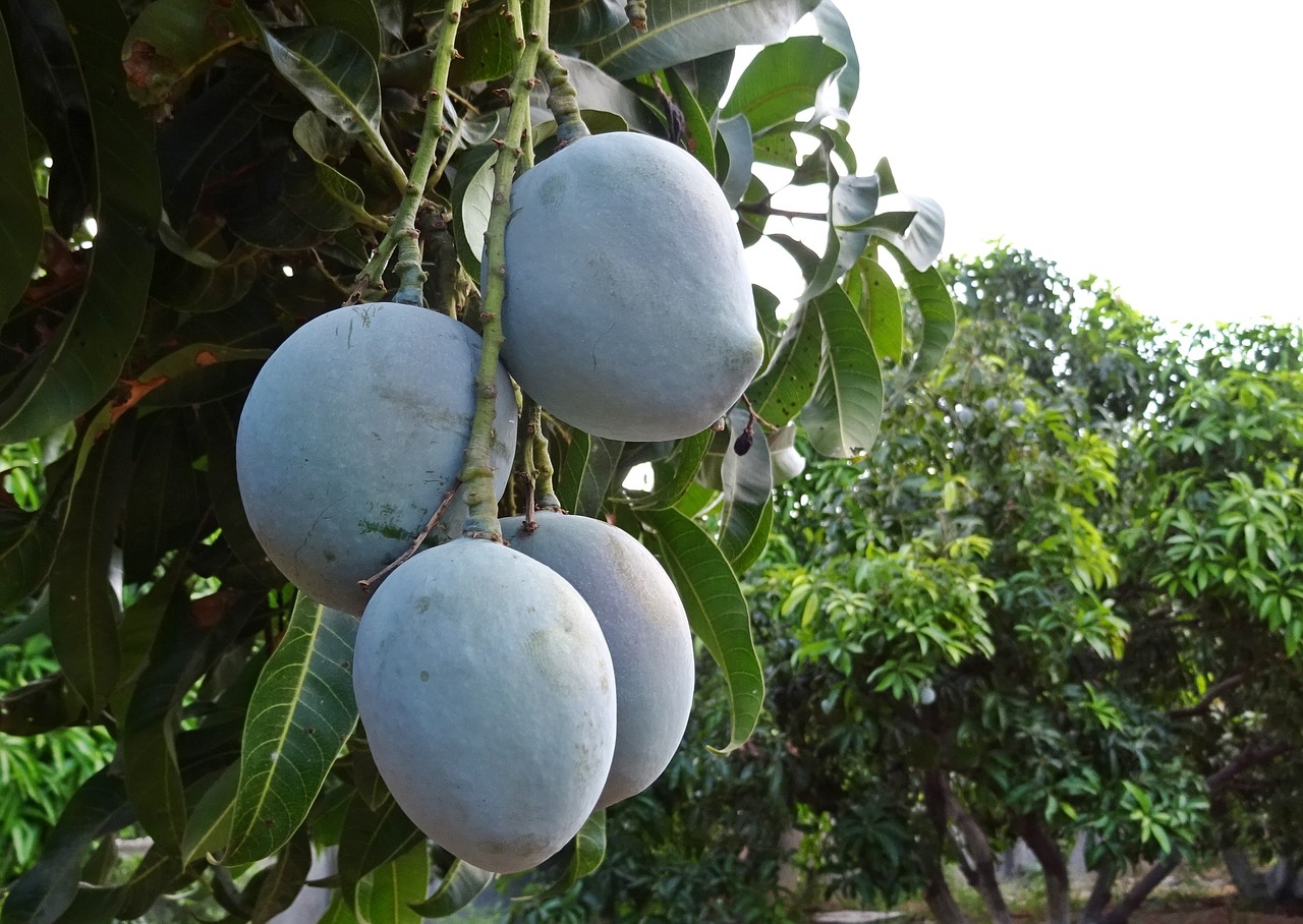 Mango, Vaisiai, Mangifera Indica, Atogrąžų, Saldus, Natūralus, Ekologiškas, Maistas, Mityba, Skanus