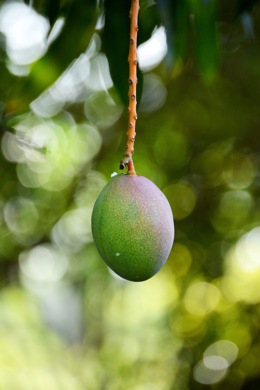 Mango, Vaisiai, Daržovių, Maistas, Atogrąžų, Augalas, Tropiniai Vaisiai, Žalias, Nemokamos Nuotraukos,  Nemokama Licenzija