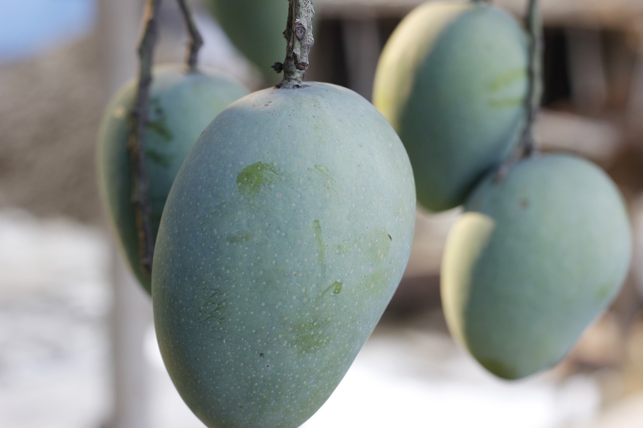 Mango, Žaliavinis, Medis, Gamta, Šviežias, Vaisiai, Sodas, Natūralus, Asija, Lauke