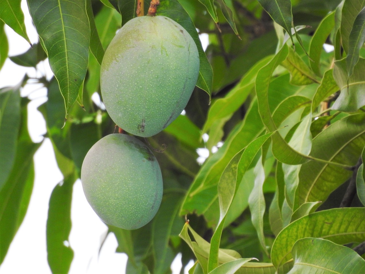 Mango, Mango Medis, Atogrąžų, Maistas, Vaisiai, Gamta, Medis, Šviežias, Natūralus, Ekologiškas