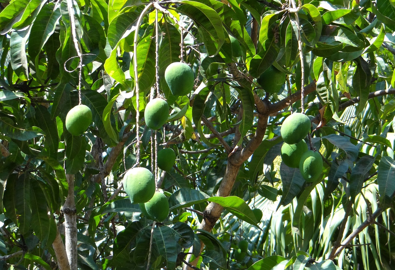 Mango, Mangifera Indica, Tropiniai Vaisiai, Žalias, Auga, Vaisiai, Karnataka, Indija, Nemokamos Nuotraukos,  Nemokama Licenzija