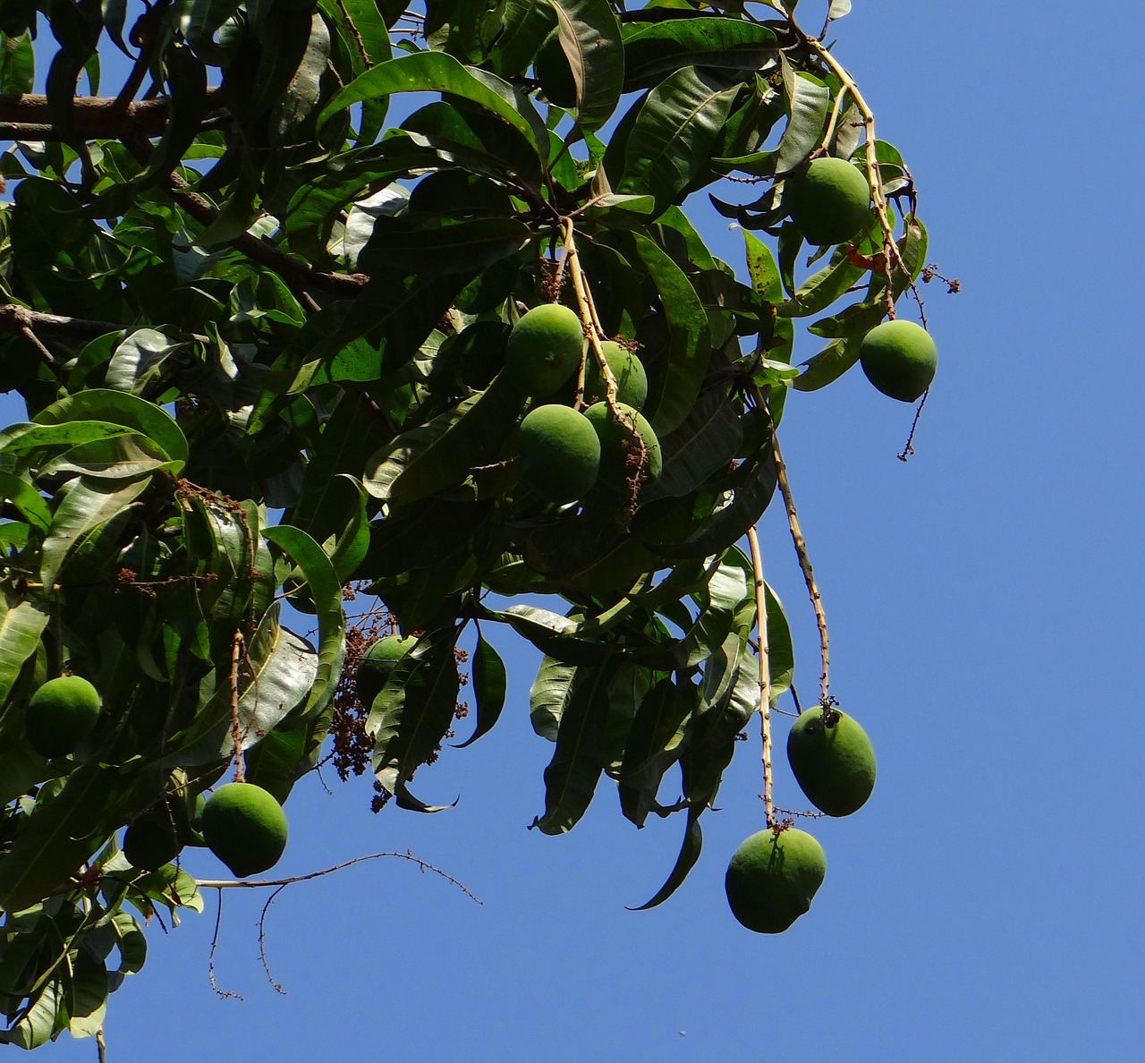 Mango, Mangifera Indica, Tropiniai Vaisiai, Žalias, Auga, Vaisiai, Karnataka, Indija, Nemokamos Nuotraukos,  Nemokama Licenzija